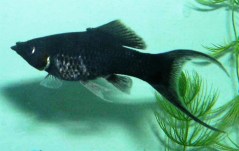 black molly